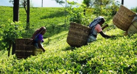 Daily Incentive for Estate Workers From Jan